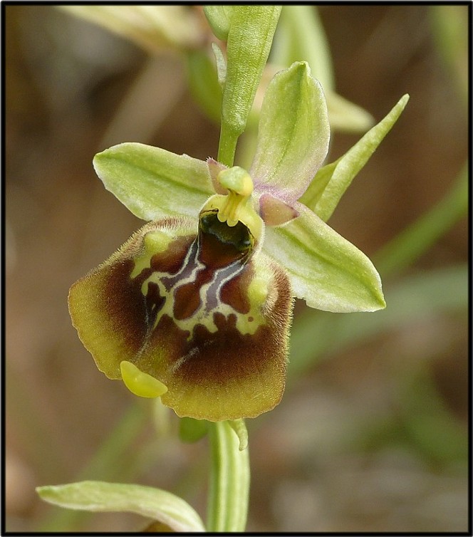 Popolazione ibridogena tra Ophrys lacaitae e Ophrys gracilis